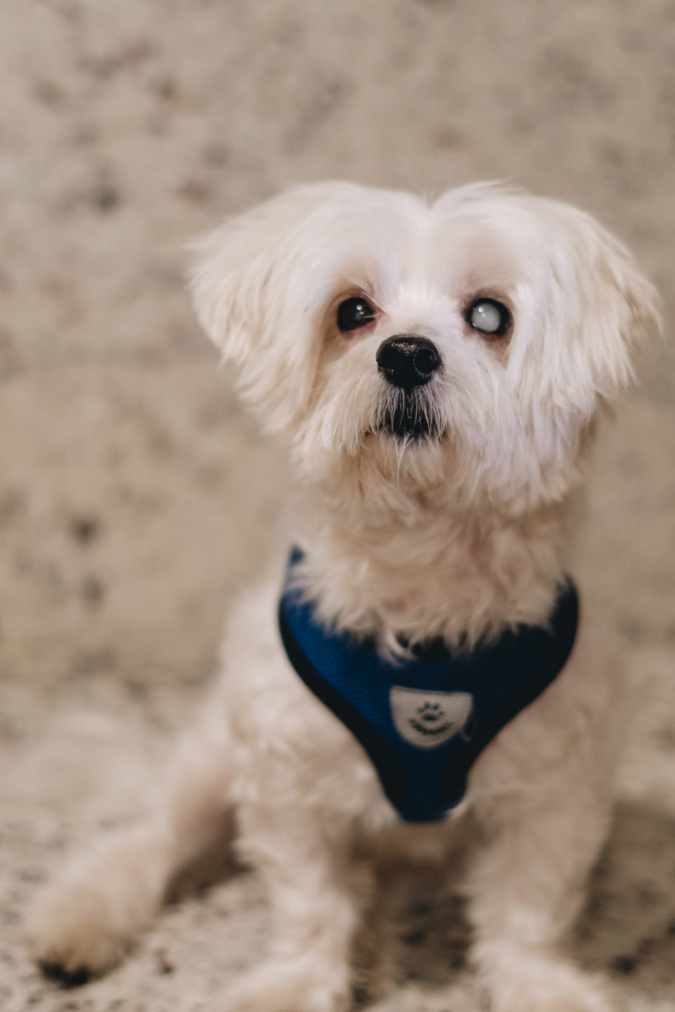 Pet Cataract Surgery