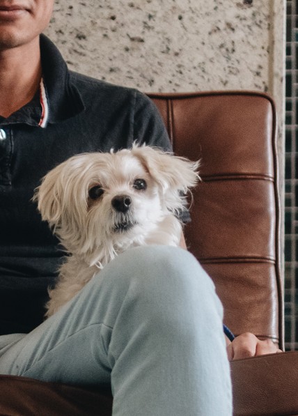 Pet Cataract Surgery