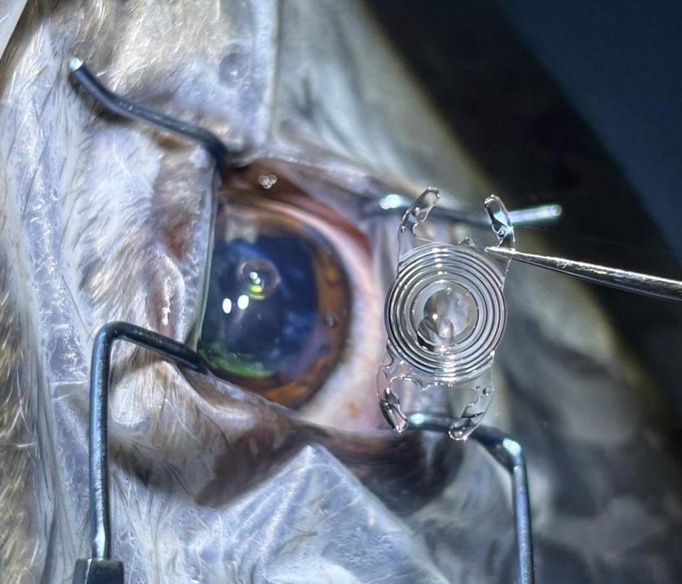Pet Cataract Surgery