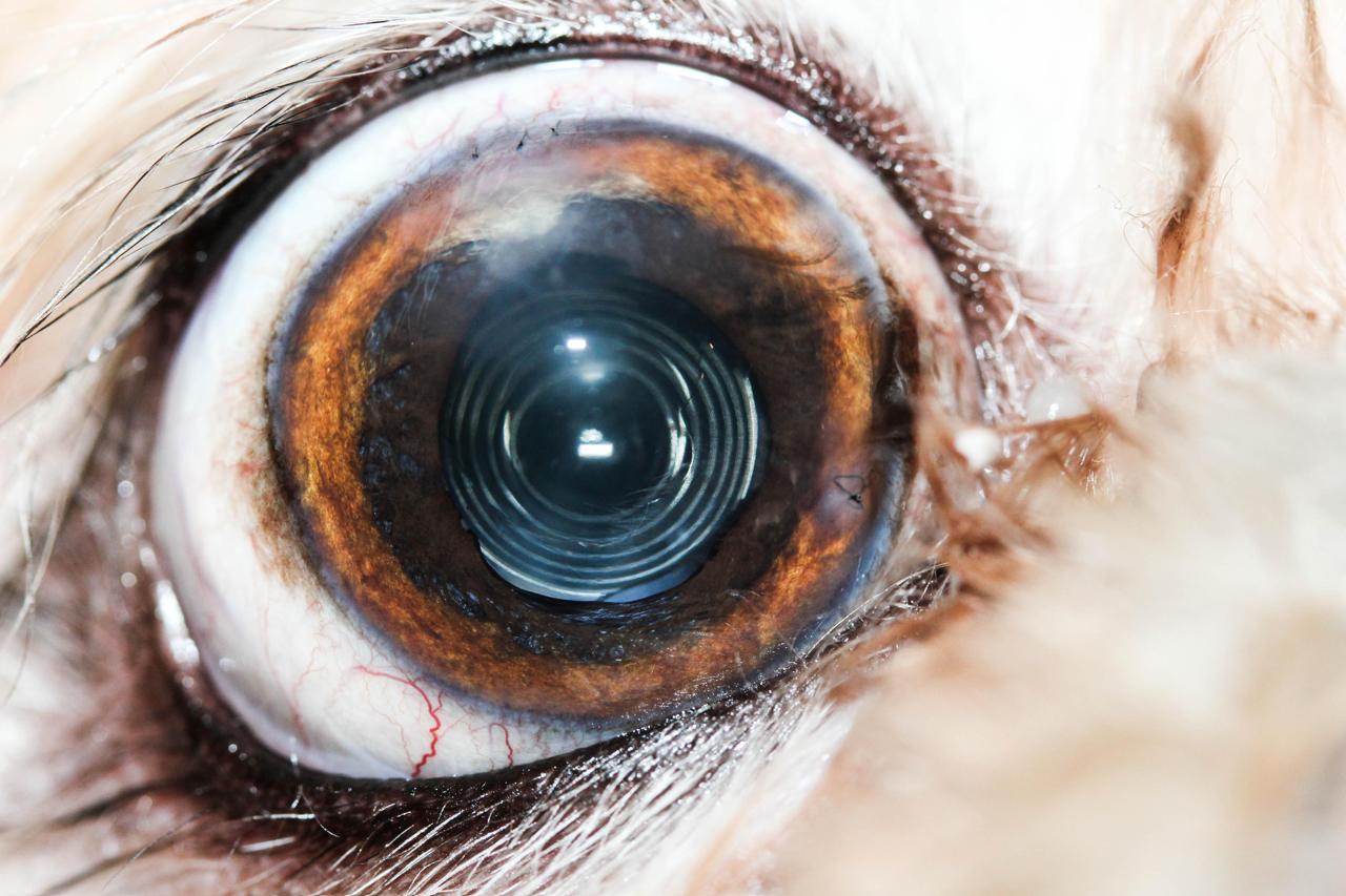 Pet Cataract Surgery